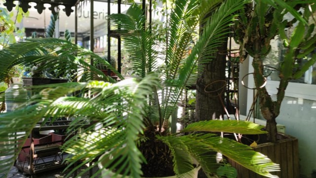 CICA / PALMERA DE SAGO : Guía de cuidados